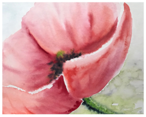 Aquarell eines geöffneten Mohnblumenkopfes